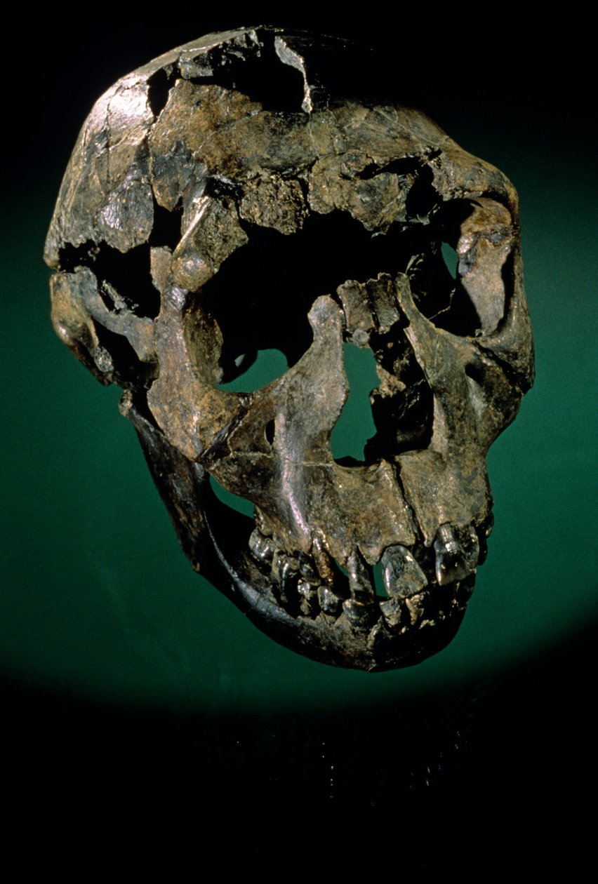 Turkana Boy, Kenia, Länsi-Turkana, Turkana-järvi, KNMER-WT15000, H. erectus, Nariokotome..., 2008 (kuva) tekijältä Kenneth Garrett