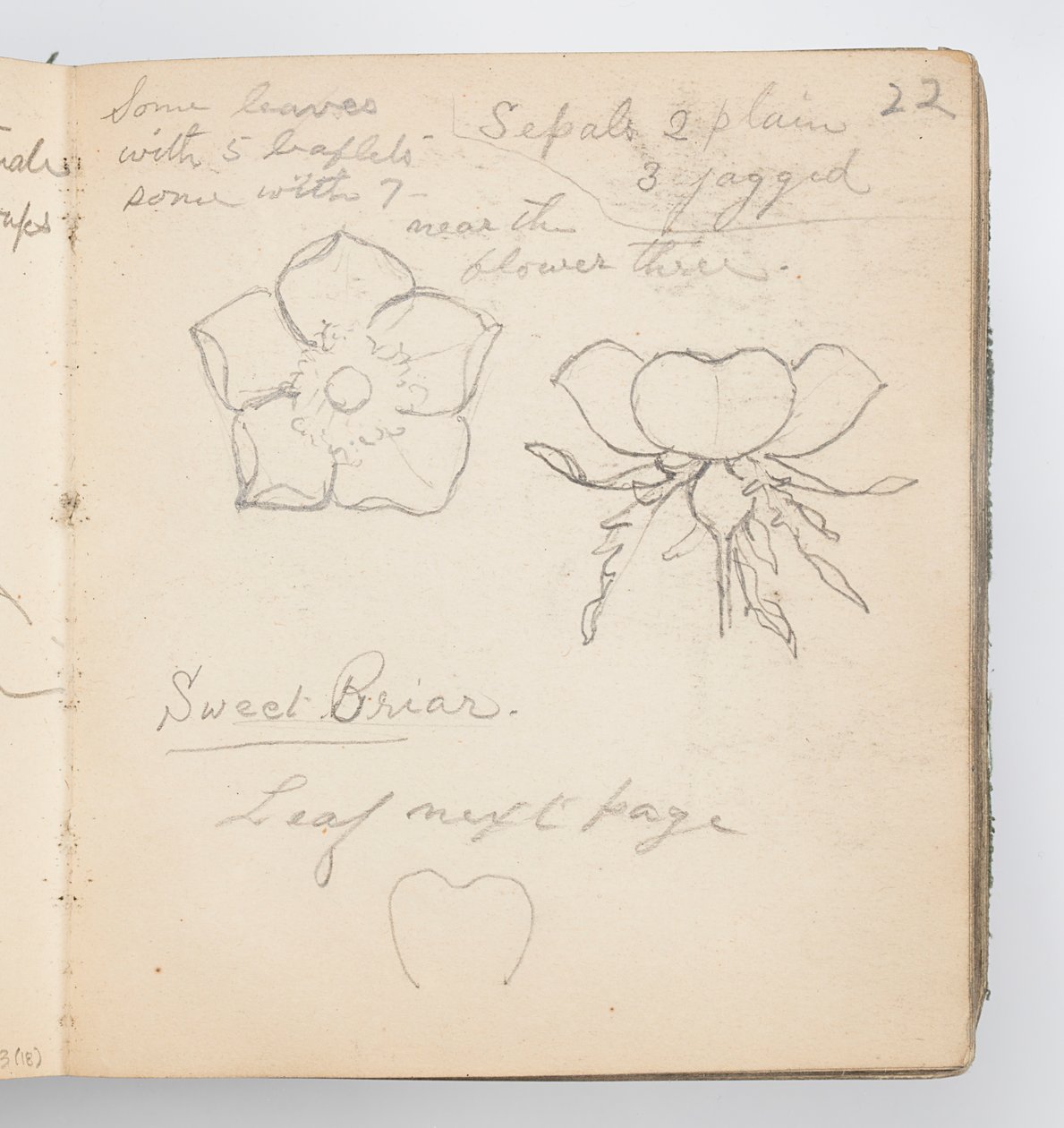 Luonnoskirjasivu: Sweet Briar tekijältä Kenyon Cox