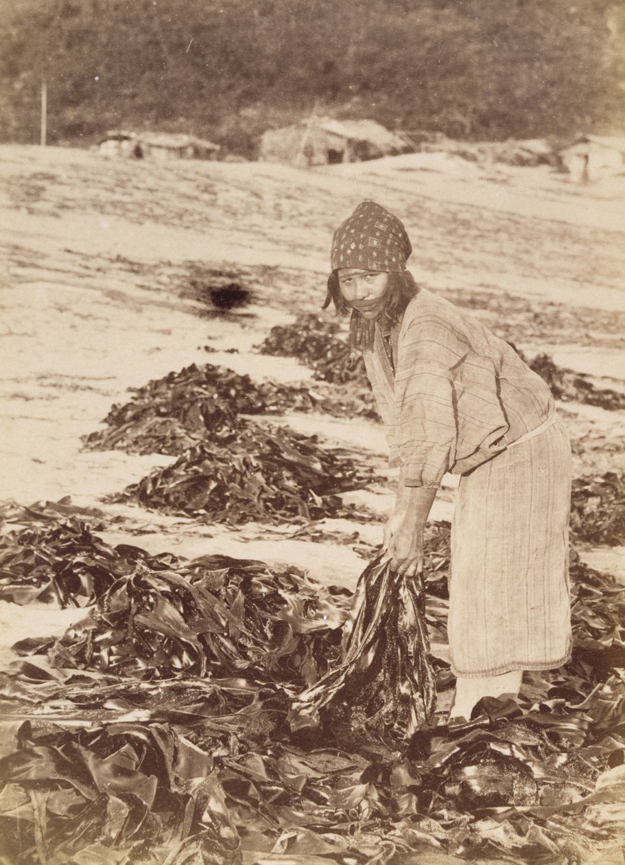 Ainu-nainen poimimassa merilevää, n. 1900 (albumin hopeaprintti) tekijältä Kenzô Tamoto