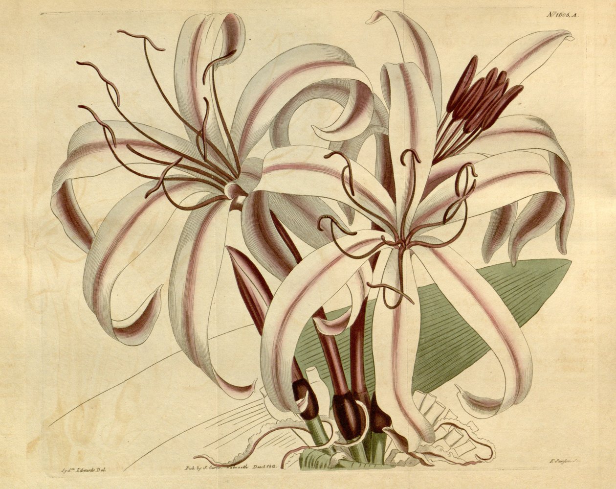 Crinum amabile tekijältä Ker Gawler