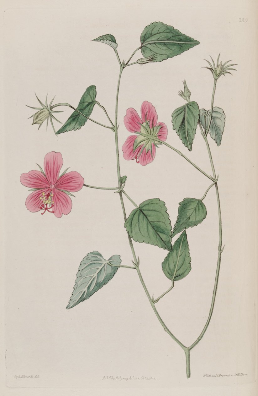 Hibiscus Phoeniceus tekijältä Ker Gawler