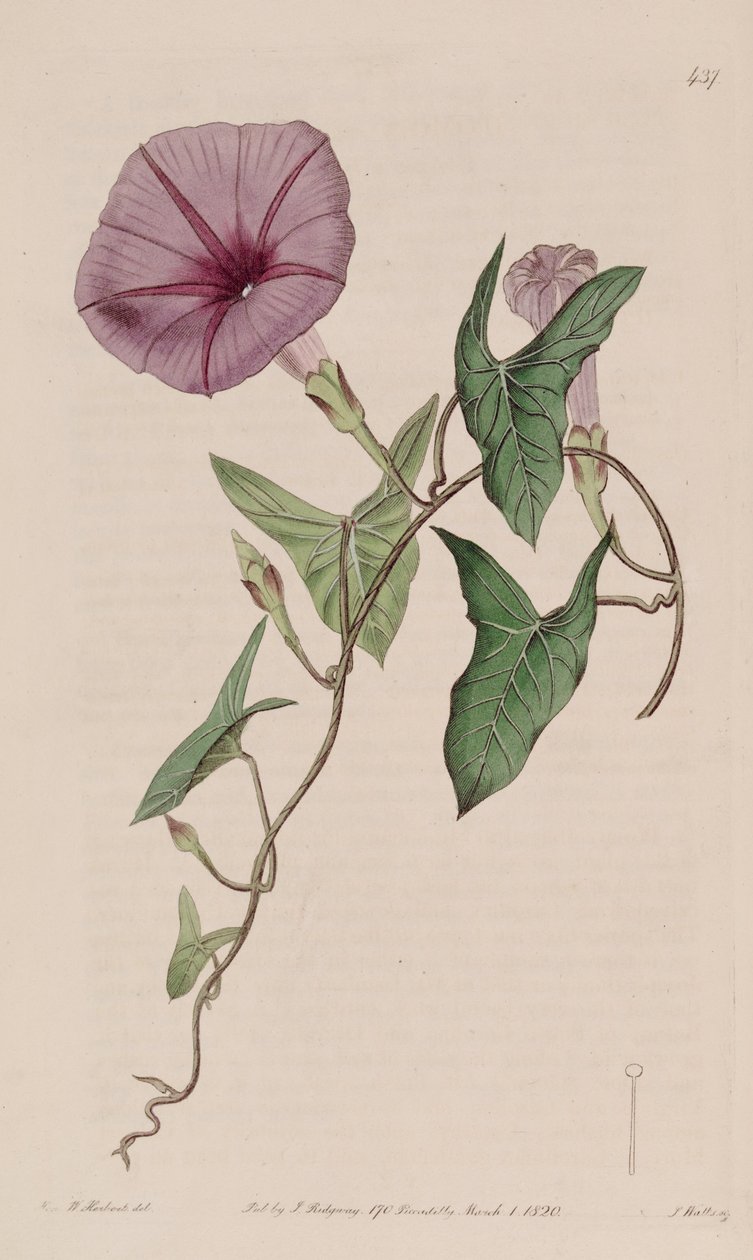 Ipomoea sagittata tekijältä Ker Gawler