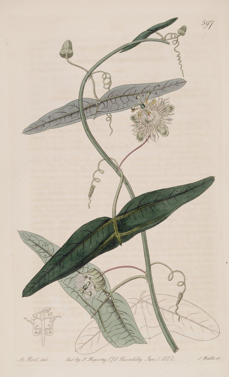 Passiflora misera, kuten Passiflora vespertilio Ker Gawl., Bot. Reg. 7 tekijältä Ker Gawler