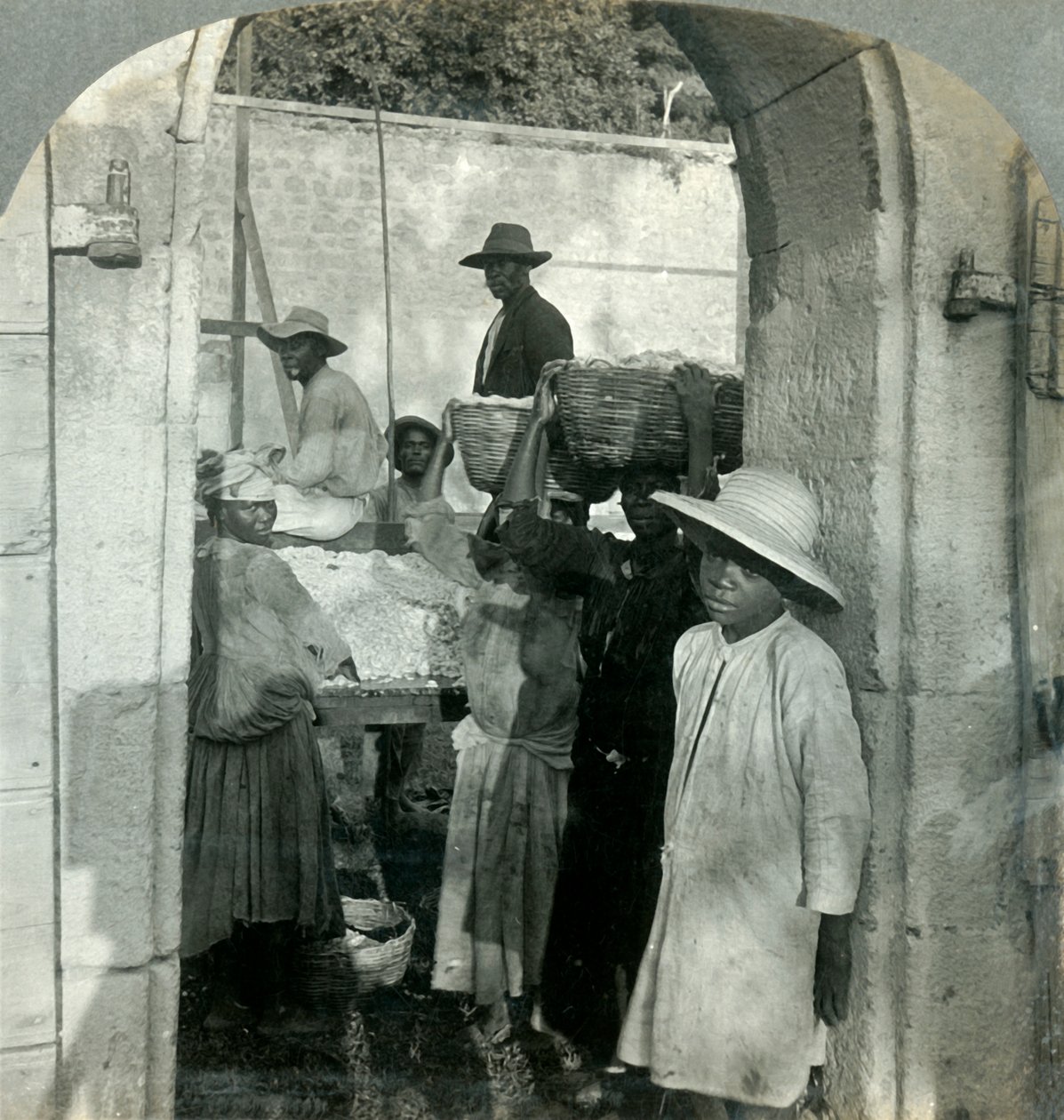 Cocoa Fresh from the Pods, Dominica, B.W.I., 1893. tekijältä Keystone View Company