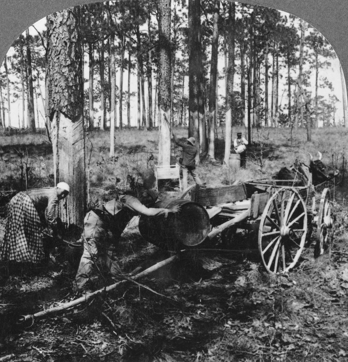 Suuressa mäntymetsässä tärpättiä keräämässä, Pohjois-Carolina, USA, 1800-luvun loppu tai 1900-luvun alku tekijältä Keystone View Company