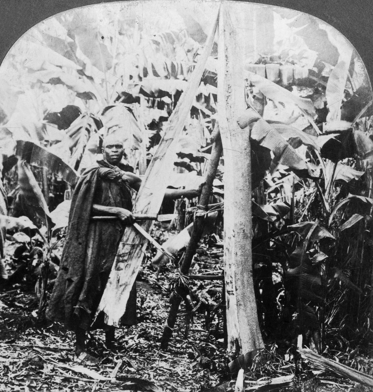 Kuoren kuoriminen kuorikankaan valmistukseen, Uganda, 1800-luvun loppu tai 1900-luvun alku tekijältä Keystone View Company