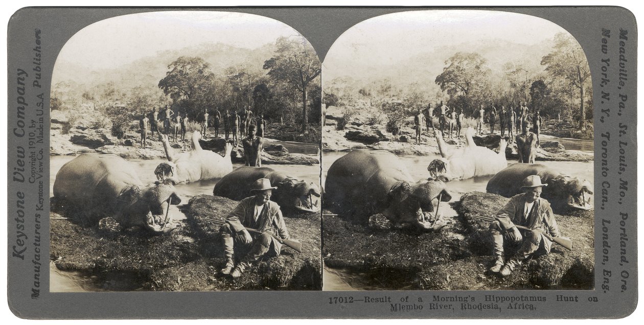 Aamuisen virtahevon metsästyksen tulos Mlembo-joella, Rhodesiassa, Afrikassa, 1910 tekijältä Keystone View Company