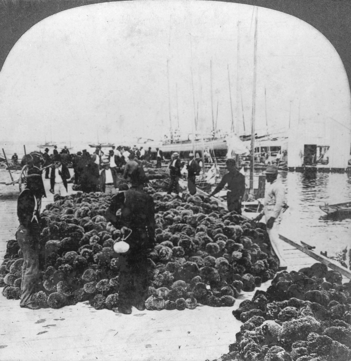 Sienimarkkinat, Key Westin satama, Florida, USA, c1900 tekijältä Keystone View Company