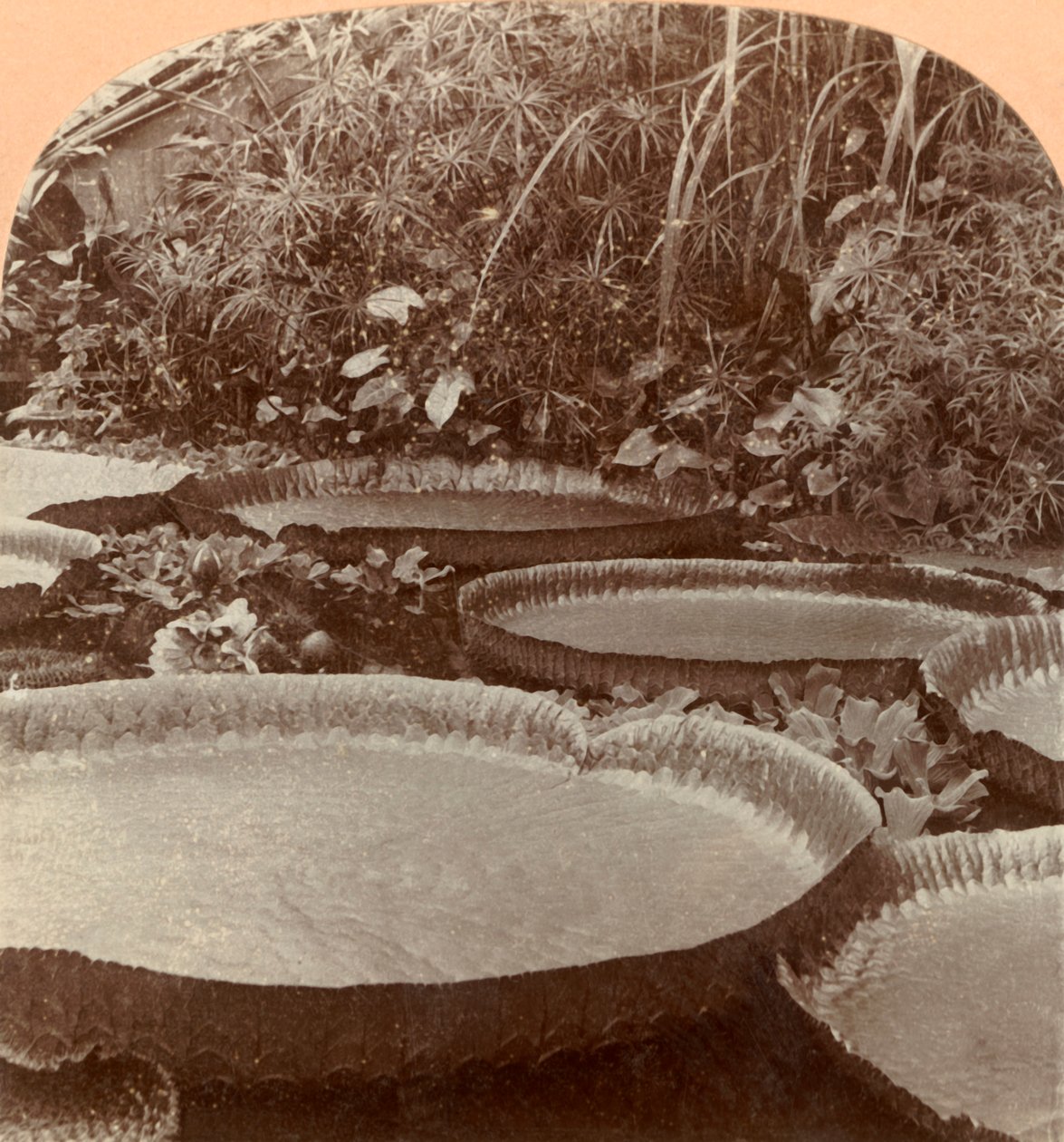 Thureza Lily, kasvitieteellinen puutarha, Hampuri, Saksa, 1895. tekijältä Keystone View Company