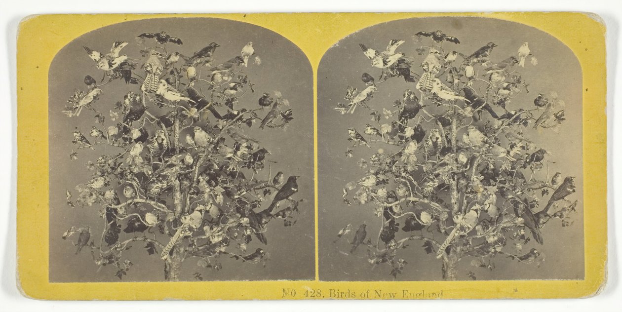 Birds of New England, 185575. Tekijät: Kilburn Brothers, BW Kilburn. tekijältä Kilburn Brothers, BW Kilburn