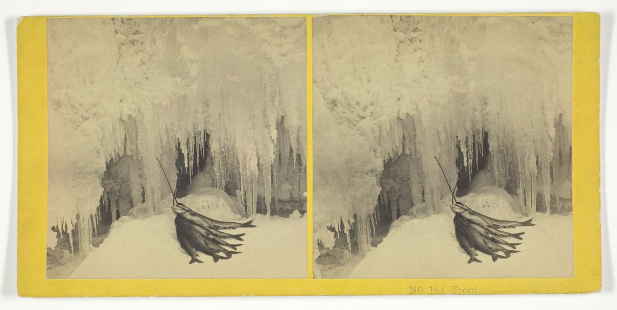 Trout, 185575. Tekijät: Kilburn Brothers, BW Kilburn. tekijältä Kilburn Brothers, BW Kilburn