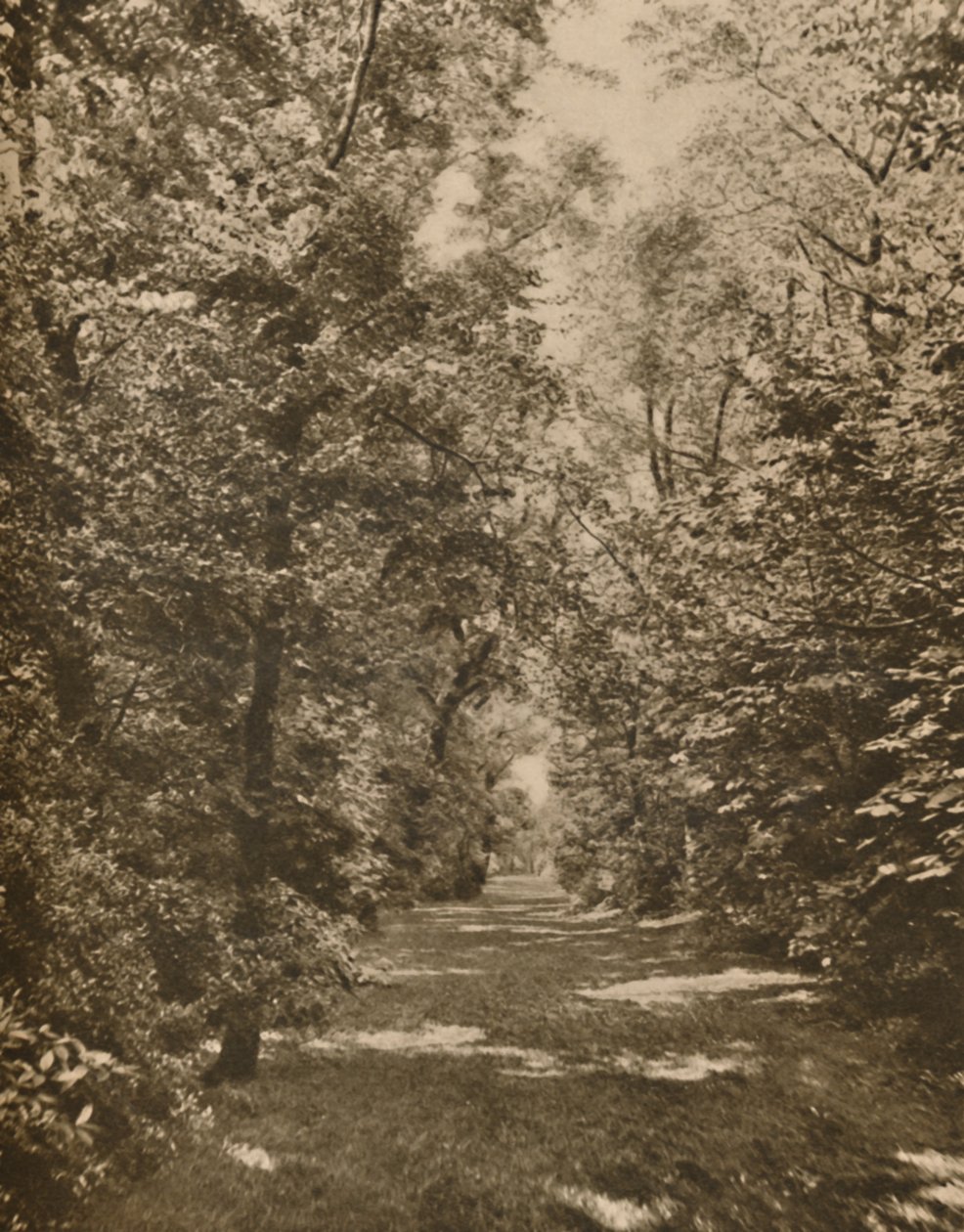 "A Woodland Glade muutaman sadan jaardin sisällä Earl