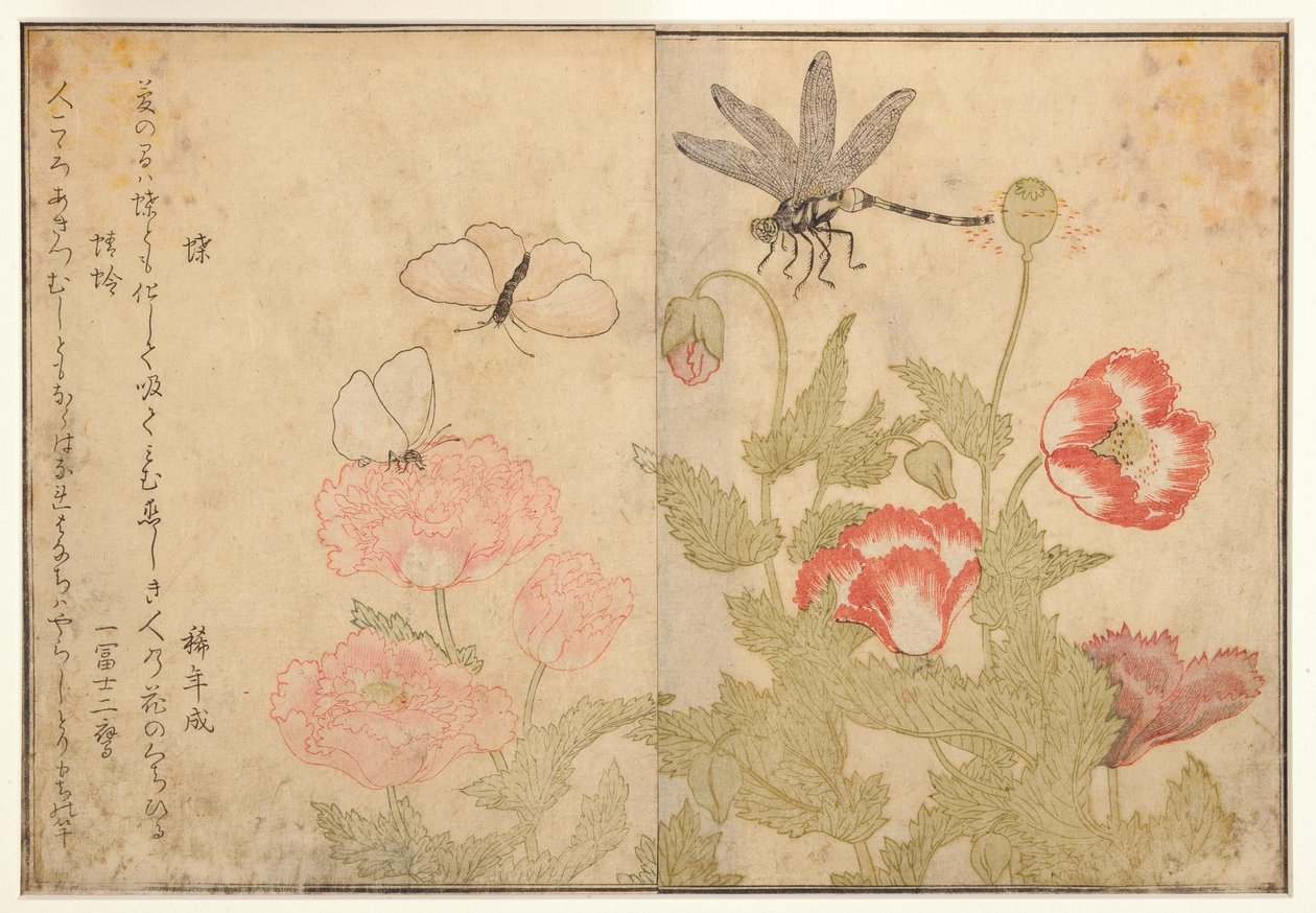 Perhonen ja sudenkorento, 1788 (puupalikka) tekijältä Kitagawa Utamaro