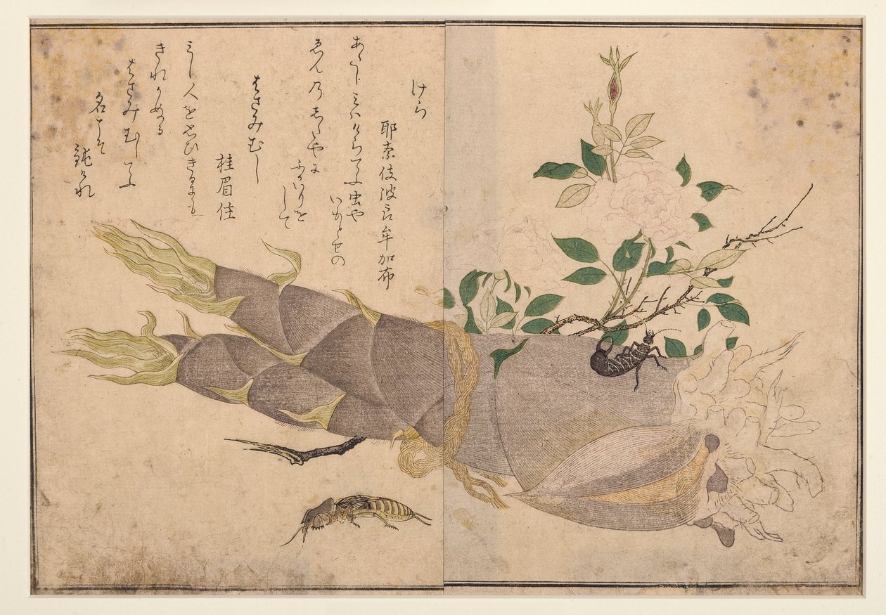 Korvahuippu ja myyräsirkka, 1788 (puupalikka) tekijältä Kitagawa Utamaro