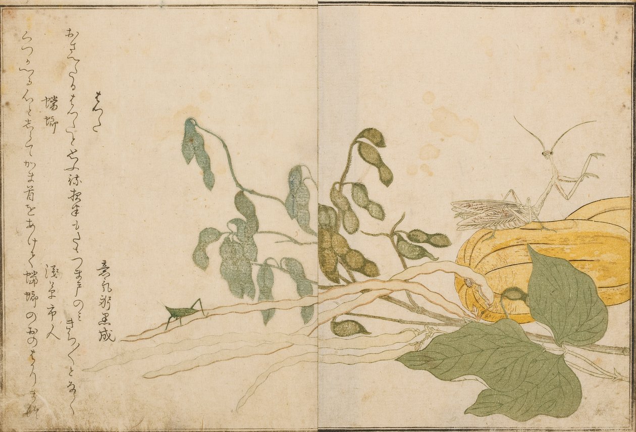 Heinäsirkka ja rukoilijasirkka, 1788 (puupalikka) tekijältä Kitagawa Utamaro