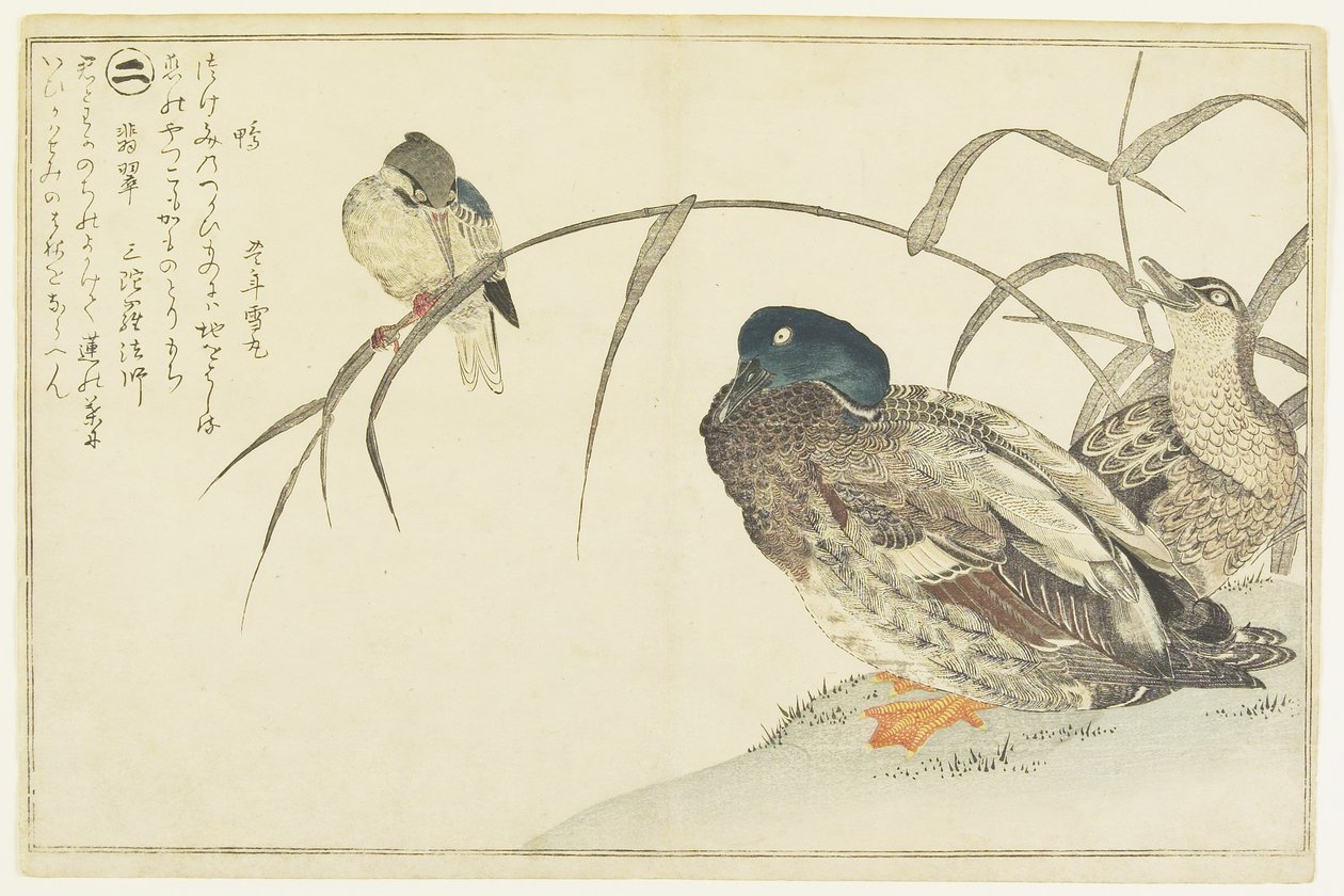 Sinisorsat ja kuningaskalastaja, 1790 tekijältä Kitagawa Utamaro