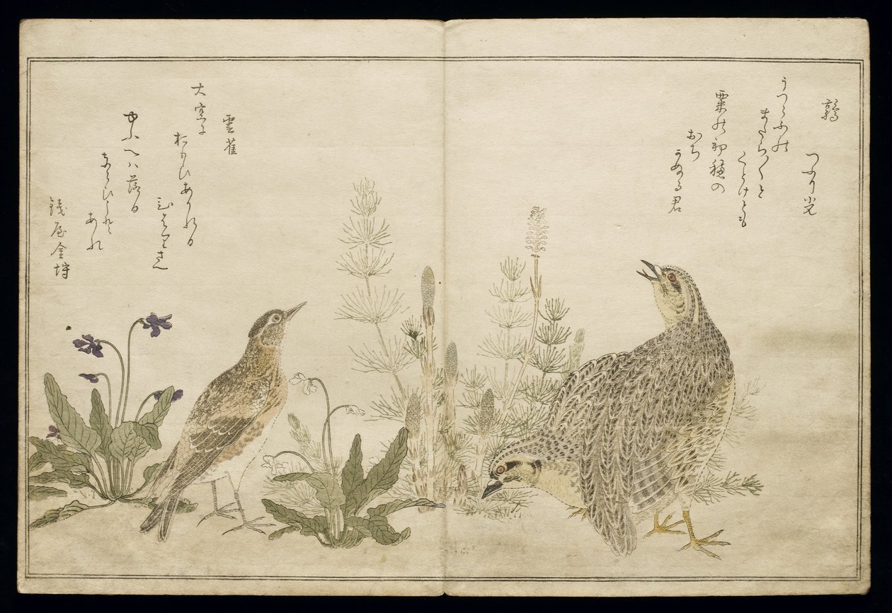P.332-1946 Vol.1 f.1 Oikealla viiriäispari ja ruohoja ja vasemmalla kuikka ruohojen keskellä, albumista "Birds compared in Humorous Songs", 1791 (värillinen puupiirros). tekijältä Kitagawa Utamaro