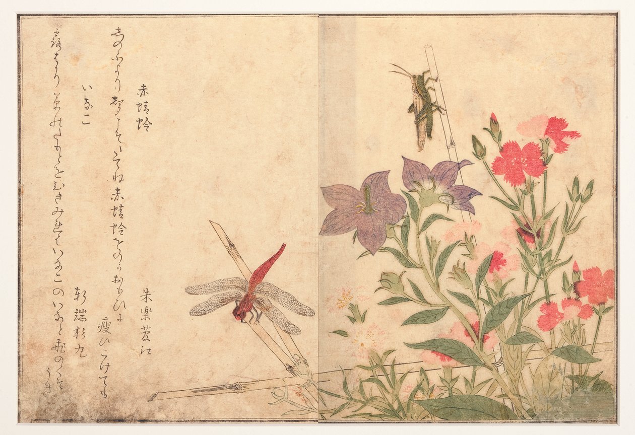 Punainen sudenkorento ja riisiheinäsirkka, 1788 (puupalikka) tekijältä Kitagawa Utamaro