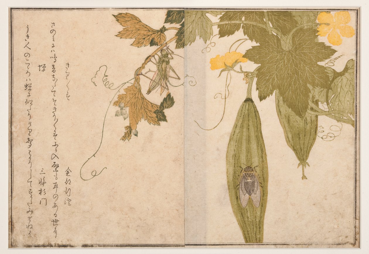 Laulava kriketti cicadalla, 1788 (puupalikka) tekijältä Kitagawa Utamaro