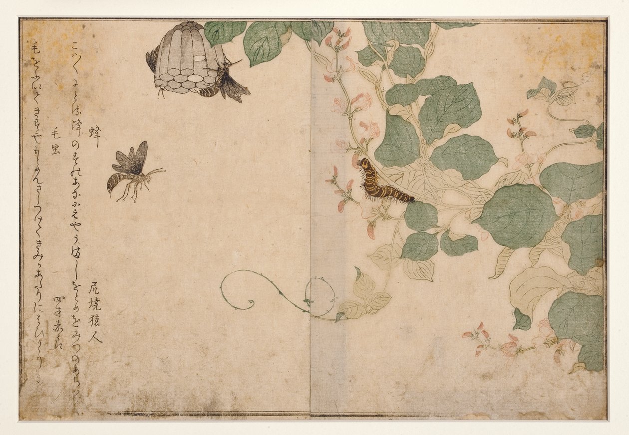 Ampiaisia ja karvainen toukka, 1788 (puupiirros) tekijältä Kitagawa Utamaro