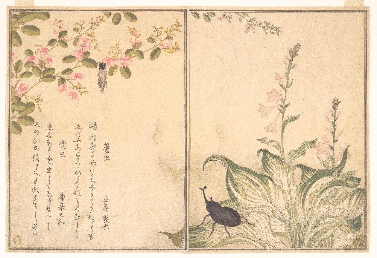 Pussikoisa (Minomushi); japaninsarvikuonokas (Kabutomushi), Ryömivien eläinten kuvakirjasta (Ehon mushi erami) tekijältä Kitagawa Utamaro