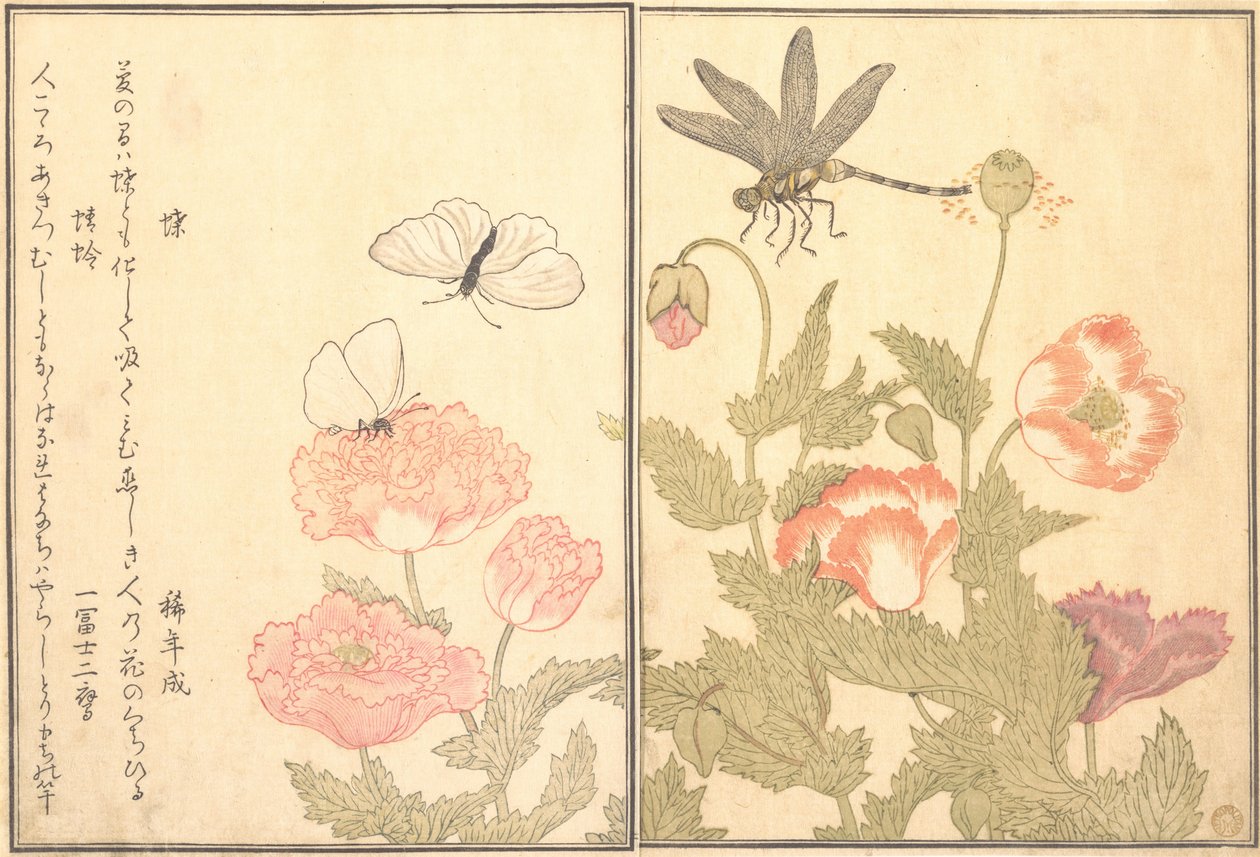 Käsikirjoitus: Hiterfly, Dragonfly Haze tai Dragonfly, 1788. tekijältä Kitagawa Utamaro