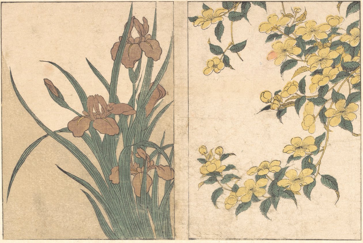 Kirsikankukat ja iirikset, kuvitetusta kirjasta Flowers of the Four Seasons, 1801. tekijältä Kitagawa Utamaro