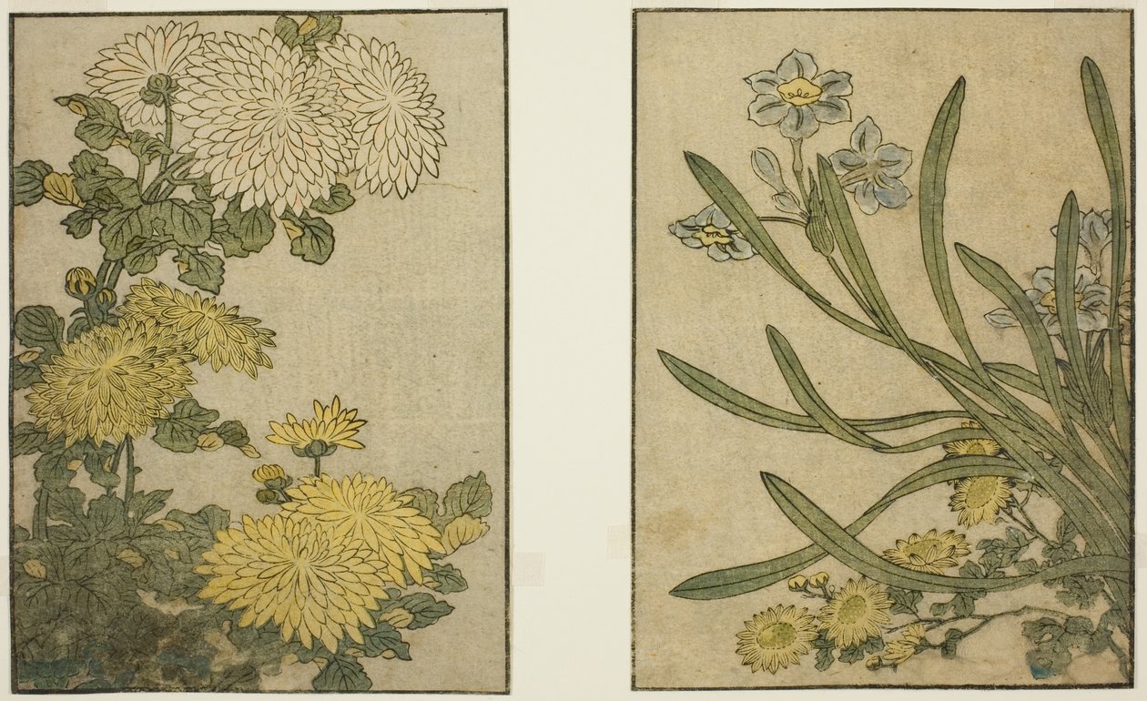 Chrysanthemum and Narcissus, kuvitetusta kirjasta "Picture Book: Flowers of the Four Seasons (Ehon shiki no hana)," voi. 2 tekijältä Kitagawa Utamaro