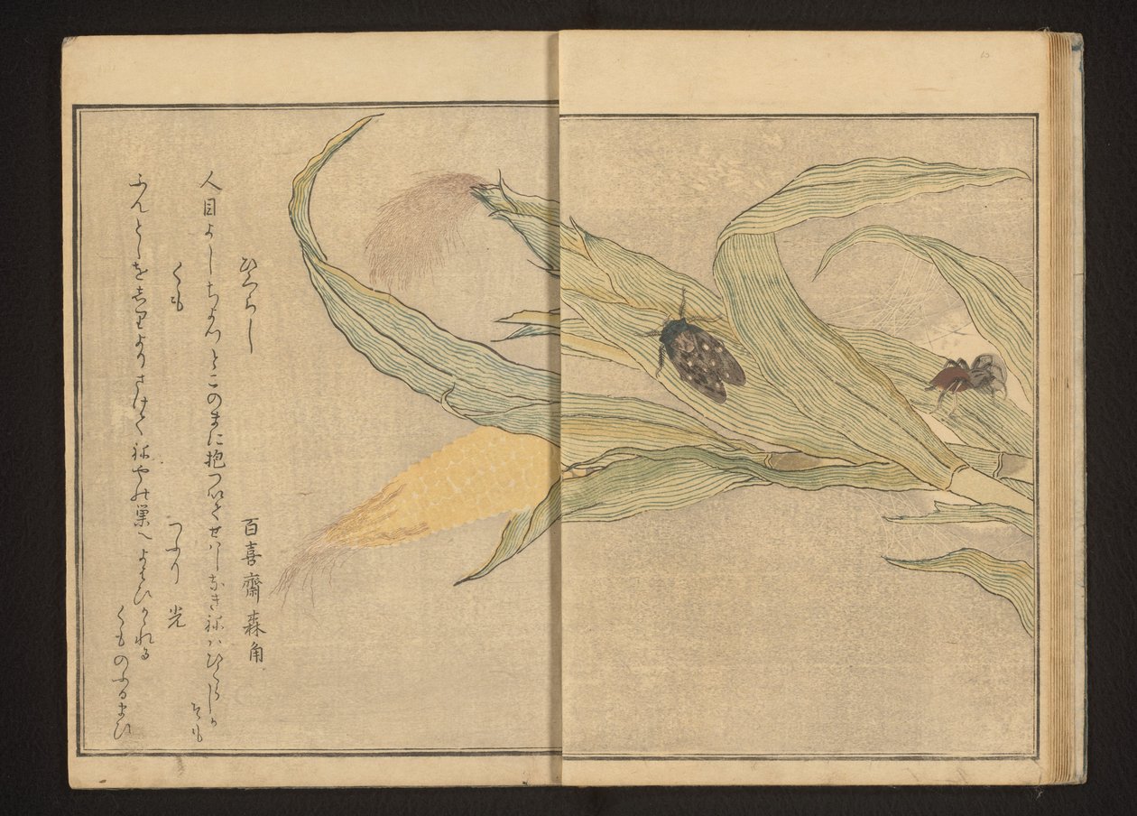 Cicada ja hämähäkki maissilla tekijältä Kitagawa Utamaro