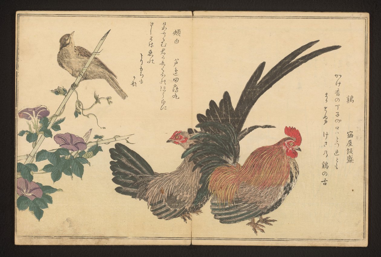 Kukko ja nukka tekijältä Kitagawa Utamaro