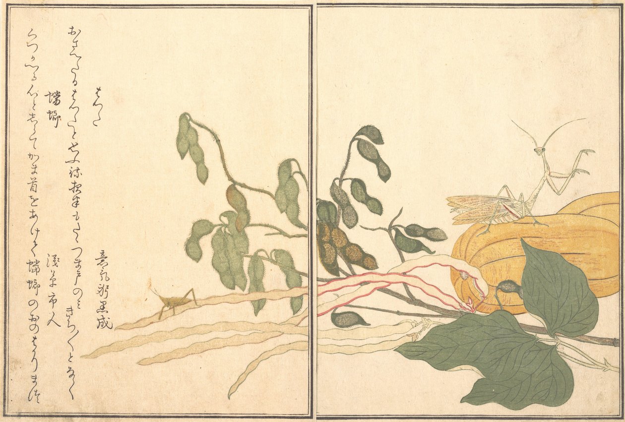 Kartiopäinen heinäsirkka tai heinäsirkka, batta, rukoilijasirkka tai kamakiri..., 1788. tekijältä Kitagawa Utamaro