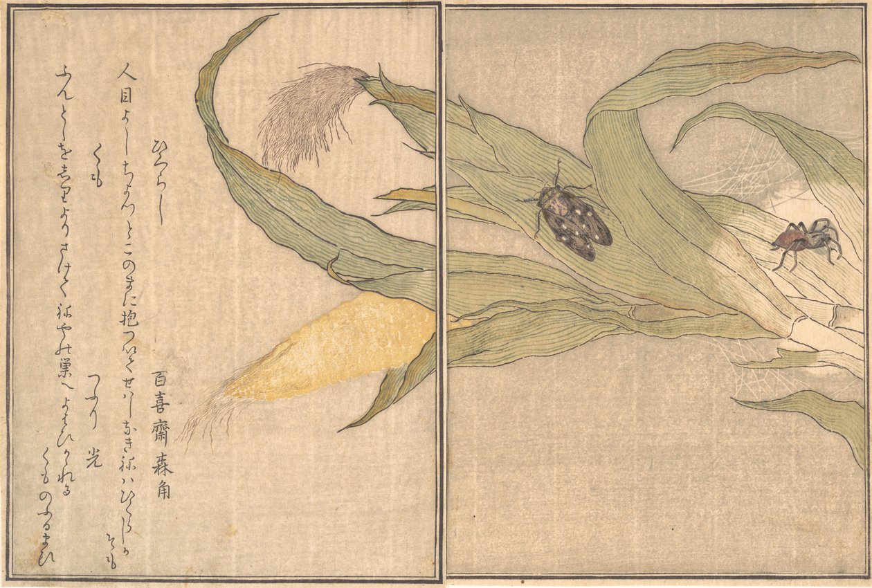 Eve people Hammaslääketiede, Higurashi, S-päivät, Pilvet. . . , 1788. tekijältä Kitagawa Utamaro