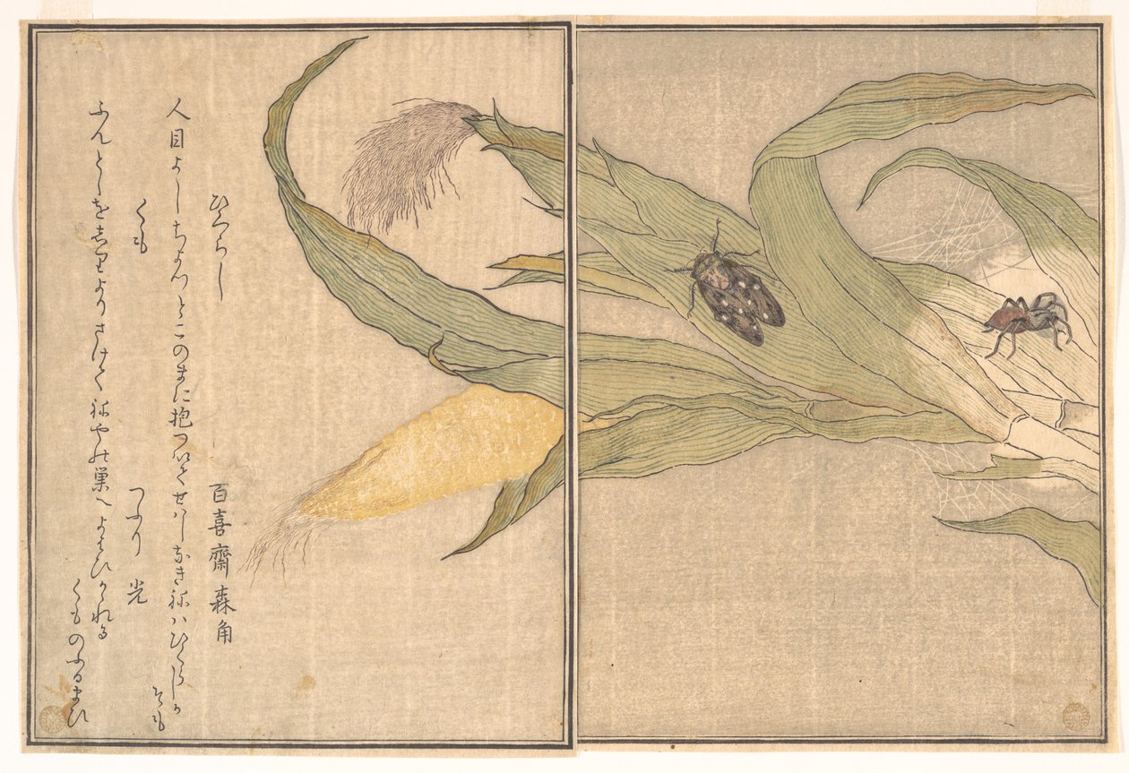 Iltakaskas, Higurashi; hämähäkki, Kumo, Kuvakirjasta ryömivistä olennoista (Ehon mushi erami) tekijältä Kitagawa Utamaro
