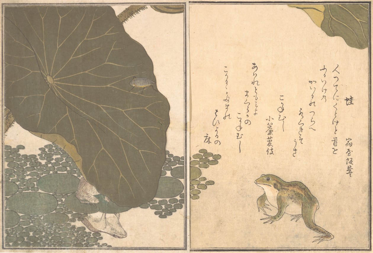 Flog Frog, jälkeen LD Beet Gold Ignore. . . , 1788. tekijältä Kitagawa Utamaro