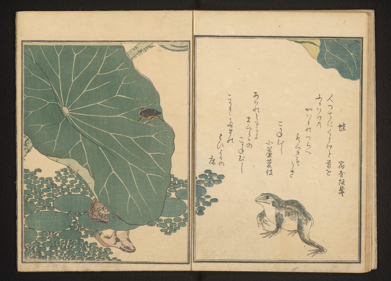 Sammakot ja kultahukkaa lähellä lootusta tekijältä Kitagawa Utamaro