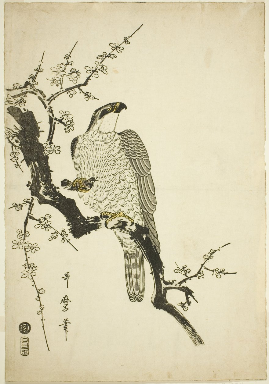 Haukka luumun oksalla tekijältä Kitagawa Utamaro