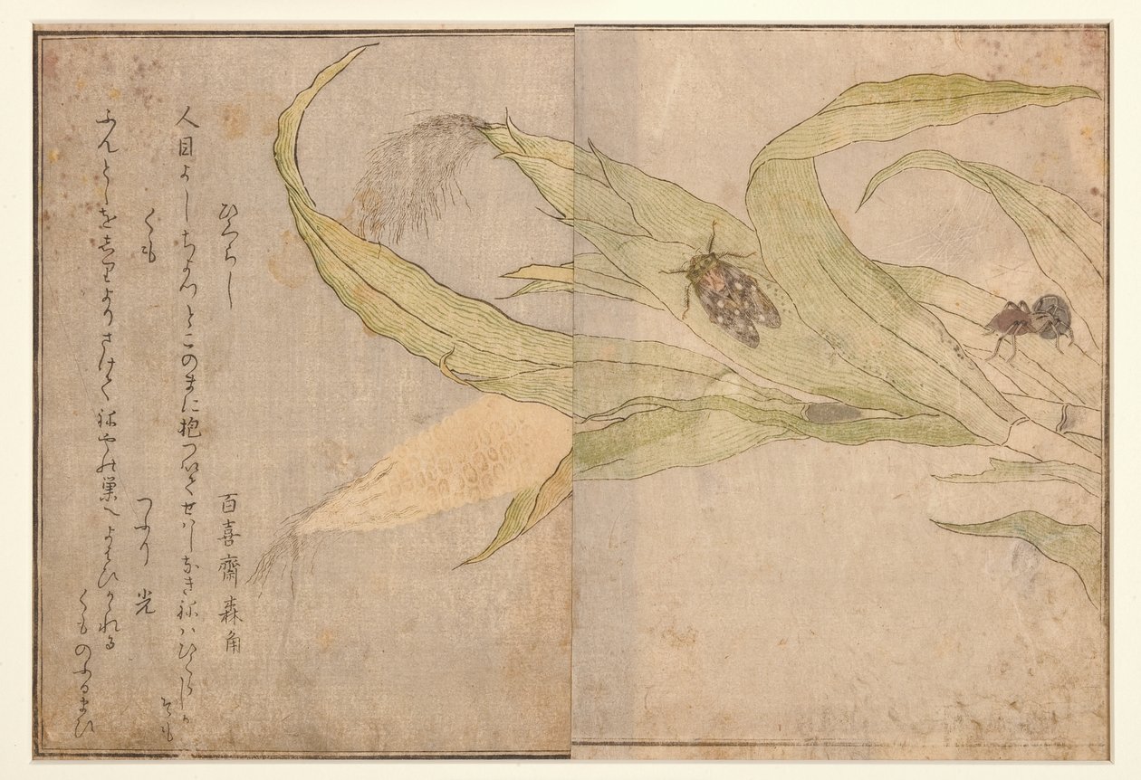 Higurashi ja hämähäkki, 1788 (puupalikka) tekijältä Kitagawa Utamaro