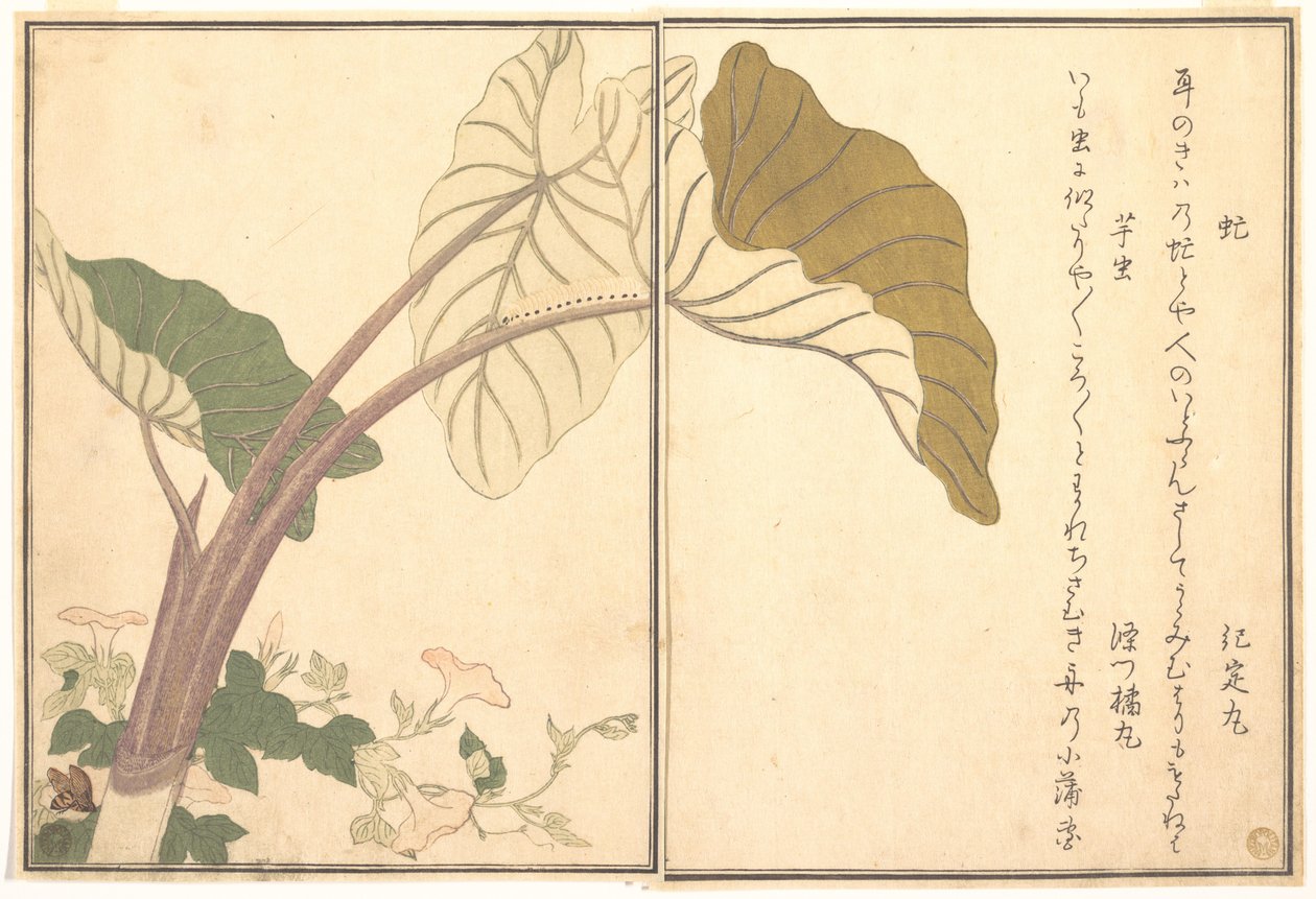 Paarma (abu); vihreä toukka, imomushi, Ryömivien olentojen kuvakirjasta (Ehon mushi erami) tekijältä Kitagawa Utamaro