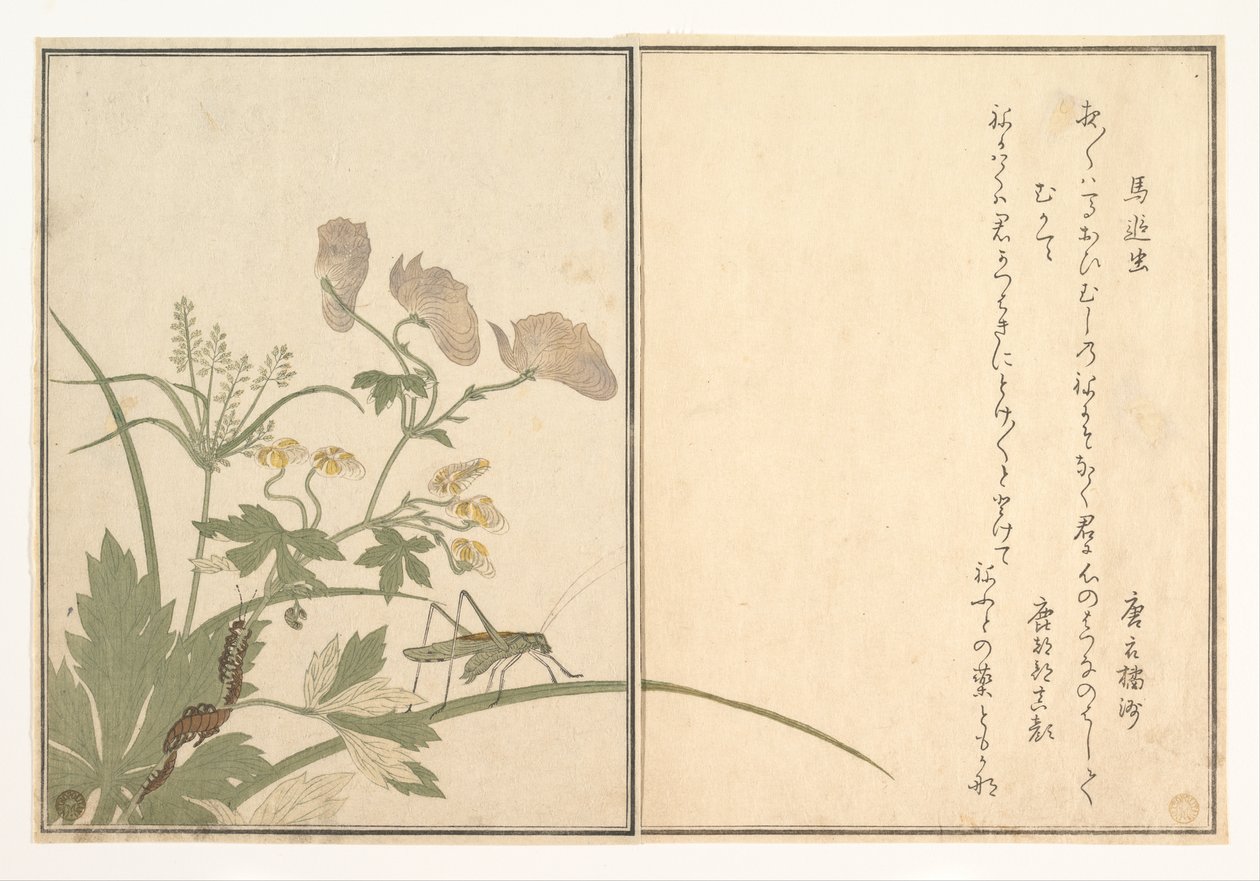 Katydid (Umaoi-mushi); tuhatjalkainen (Mukade), teoksesta ”Ryömivien olentojen kuvakirja” (Ehon mushi erami) tekijältä Kitagawa Utamaro