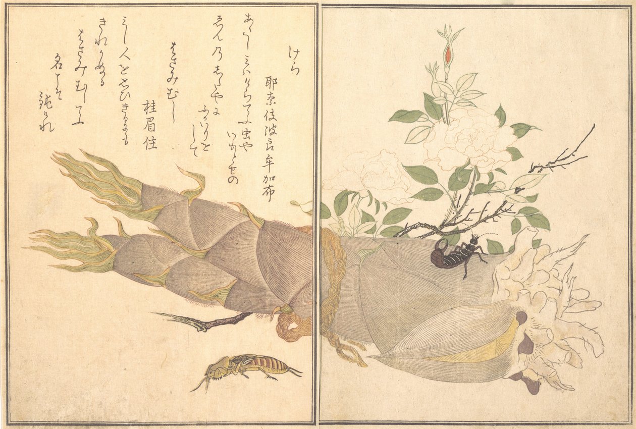 Mole Cricket Kera, Earwig, Hasami-mushi..., 1788. tekijältä Kitagawa Utamaro