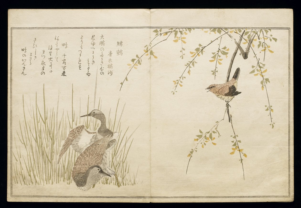P.332-1946 Vol.1 f.5 Wren ja pari Snipe, albumista "Linnut vertailtu huumorilauluissa", 1791 (värillinen puupainatus) tekijältä Kitagawa Utamaro