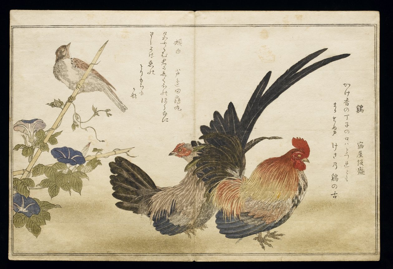 P.332-1946 Vol.1 f.8 Kukko ja kana oikealla, silkku vasemmalla, albumilta "Linnut verrattuna huumorilauluihin" ("Momo Chidori Kyoka Awase"), 1791 (värillinen puupainatus) tekijältä Kitagawa Utamaro