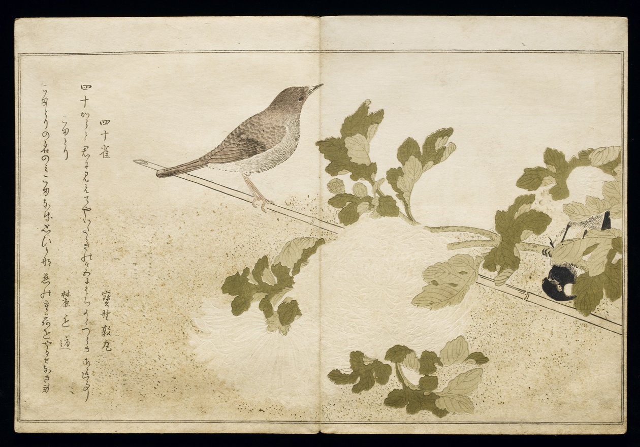 P.332-1946 Vol.2 f.2 Manchurian Tit and a Robin, albumista "Linnut vertailtu huumorilauluissa", 1791 (värillinen puupainatus) tekijältä Kitagawa Utamaro