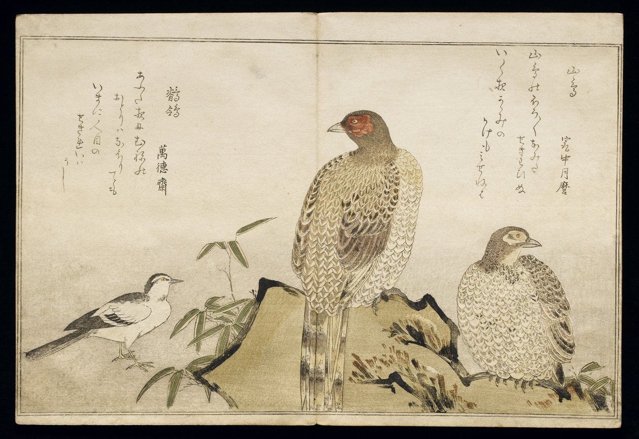 P.332-1946 Vol.2 f.3 Kaksi kuparifasaania ja wagtail, albumista "Linnut vertailtu huumorilauluissa", 1791 (värillinen puupainatus) tekijältä Kitagawa Utamaro