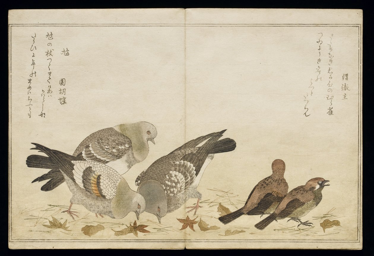 P.332-1946 Vol.2 f.5 Kolme kyyhkyä ja kaksi finkkiä albumista "Birds compared in Humorous Songs", 1791 (värillinen puupiirros). tekijältä Kitagawa Utamaro