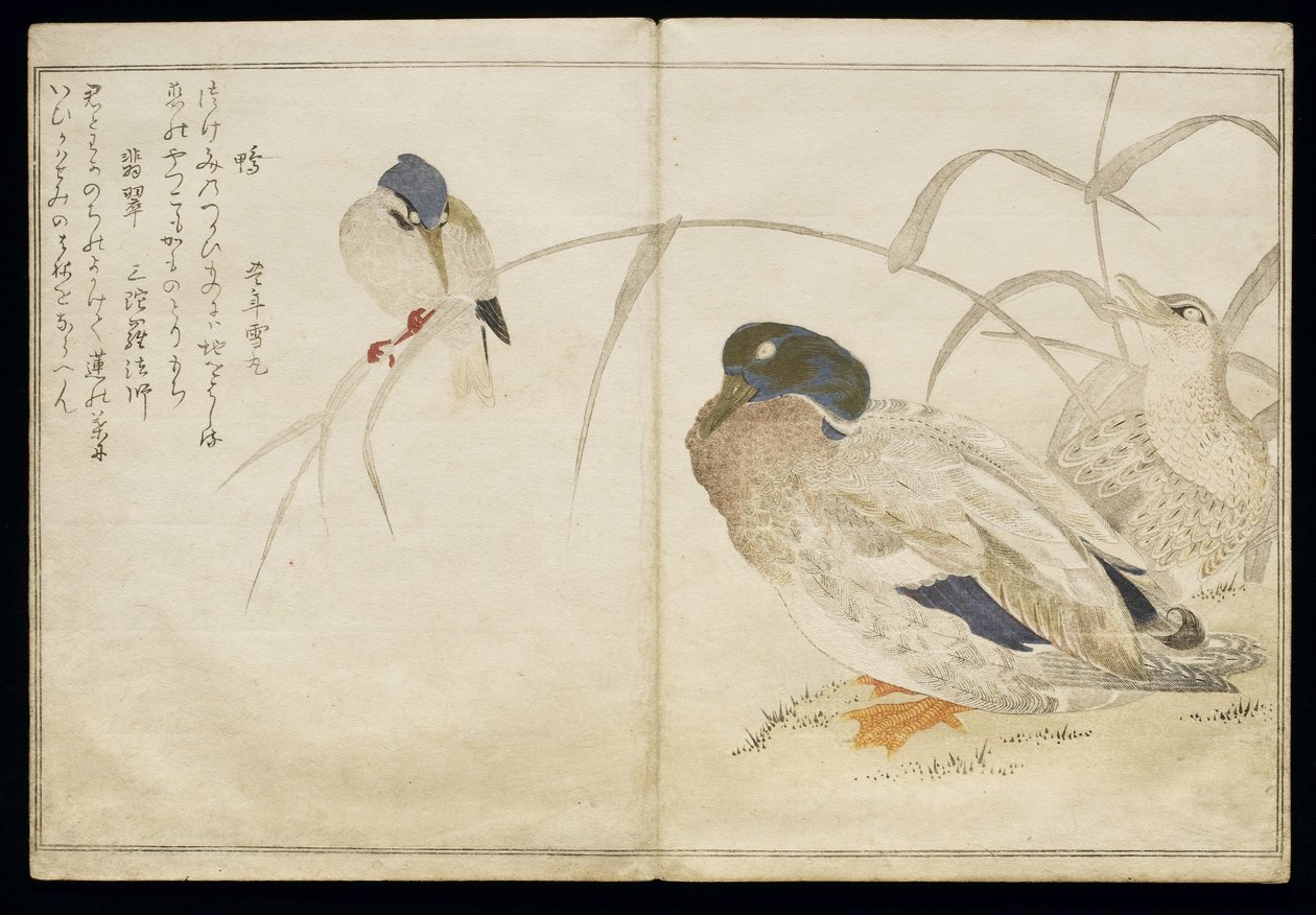 P.332-1946 Vol.2 f.7 Kaksi villiankkaa ja yhteinen kuningaskalastaja, albumista "Linnut vertailtu huumorilauluissa", 1791 (värillinen puupainatus) tekijältä Kitagawa Utamaro