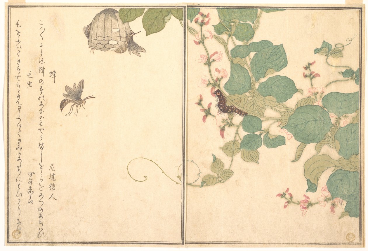 Paperiampiainen (Hachi); karvainen toukka (Kemushi), Kuvakirjasta ryömivistä olennoista (Ehon mushi erami) tekijältä Kitagawa Utamaro