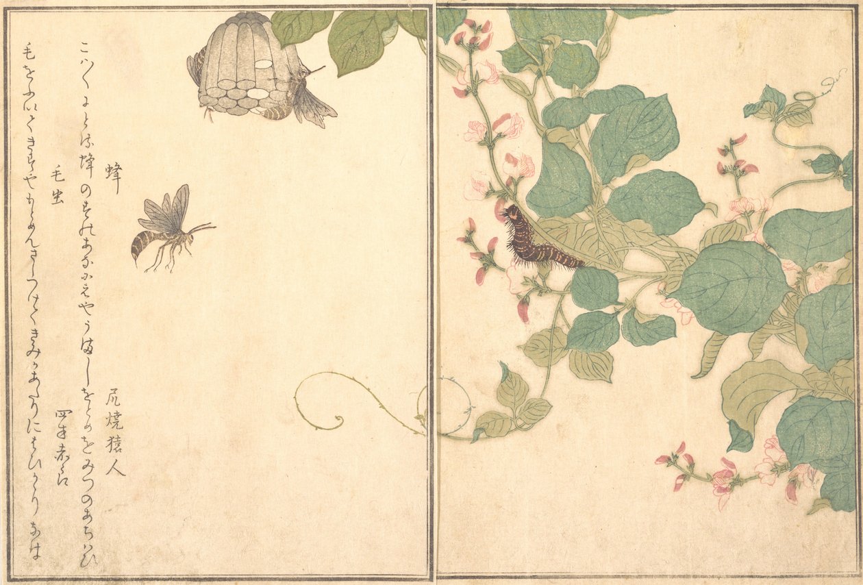 Paperiampiainen Hachi, karvainen toukka Kemushi..., 1788. tekijältä Kitagawa Utamaro
