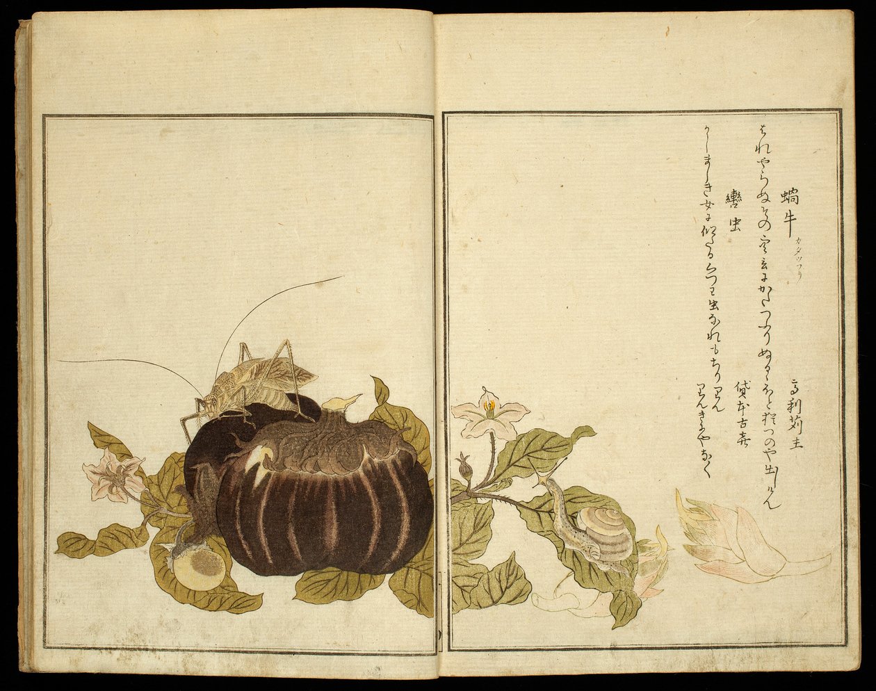 Kuvakirja: (Ehon mushi erabi) tekijältä Kitagawa Utamaro