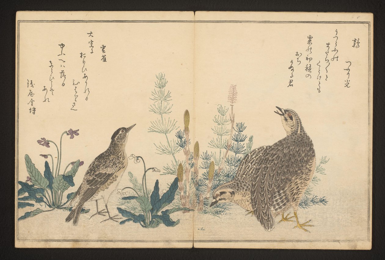 Viiriäinen ja kiirkku tekijältä Kitagawa Utamaro